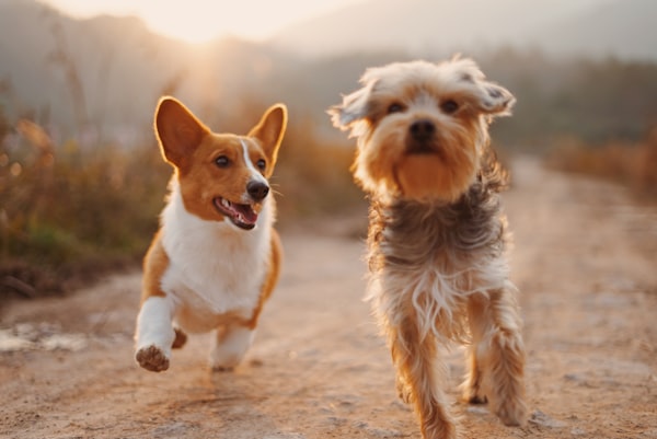 Animal Welfare